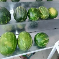 فروش لوازم میوه فروشی