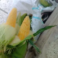 بلال مکزیکی درجه یک