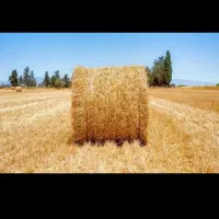 کاه برنج درشت