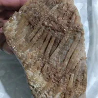 سنگ فسیل مرجان دریایی درجه یک