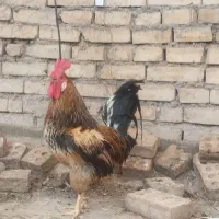 خروس عربی