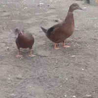 اردک ماده جوان  دو عدد