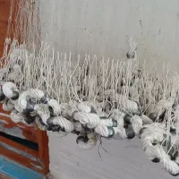 تور ماهیگیری