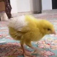 جوجه