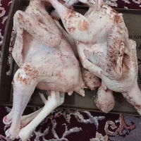 حراج فوری.جوجه محلی