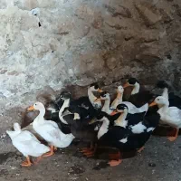 اردک درجه یک
