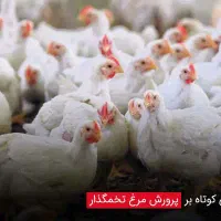 مرق تخم گزار دونه ای 250