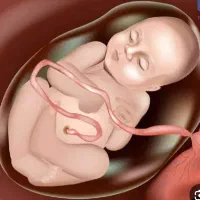 نیازمند تخمک ورحم جایگزین از18تا36