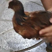 دو تا جوجه چهار ماهه سالم