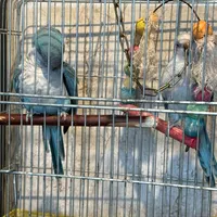 طوطی راهب|پرنده|آبادان, |دیوار