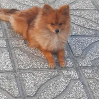 سگ پامر