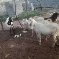 بز داشتی