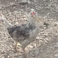 خروس تیمچه گلین