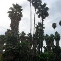 فروش-زمین