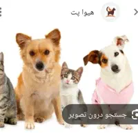 غذای سگ وگربه