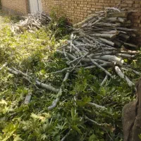 هَرَس درختان