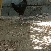 مرغ افغان