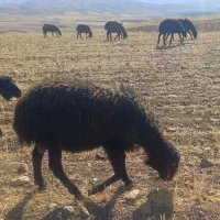 بره قوچ نه ماهه هترو