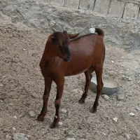 کهره نر