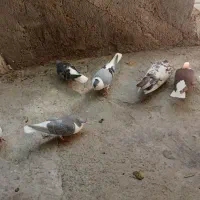 کفتر ساده تمیز و بدون خال