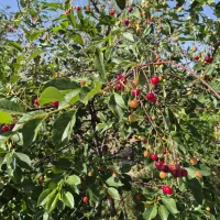 باغ انگور و آلبالو،430 متر،کافی الملک،شبستر