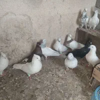 کفتر|پرنده|چمران, |دیوار