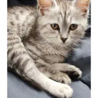 نگهداری از گربه واگذاری