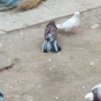 مرغ کبوتر