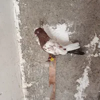 کفتر