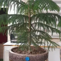 گل طبیعی