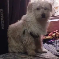 سگم گم شده