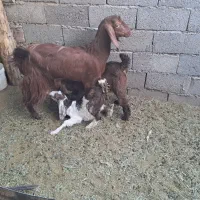 یک عدد بز شیرا  با دو عدد کره