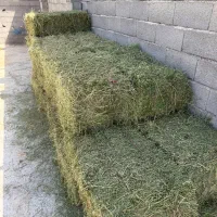 یونجه درجه یک پر برگ و سبز