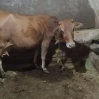 گاو و گوساله