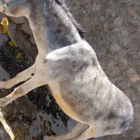 خرنر