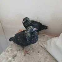 پرنده پلاکی