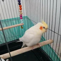 عروس هلندی سخنگو و مولد