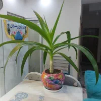 گل سوسن و گل کاج مطبق