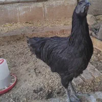 ایام سمانی اصیل