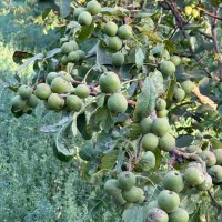 تولید نهال گردو پیوندی کاغذی ریشه پرس