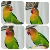 طوطی گمشده