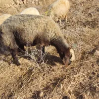 میش جوان