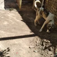 سگ ت