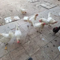 مرغ تخمی