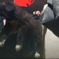 توله سگ لاس قدرنجونی گله ای