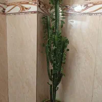 گل کاکتوس زیبا