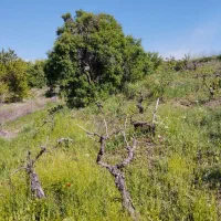 فروش باغ امن توافقی