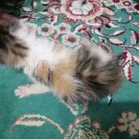 دی ال اچ کالیکو