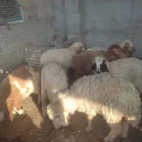بره ماده