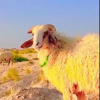 قوچ درجه یک عراقی